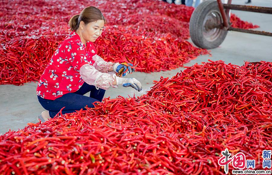 唐家湾村从2018年开始试种植红辣椒，截止目前，红辣椒种植面积已达350余亩，总产值可达140余万元，村民的人均收入可增加1750元。图为农户正在挑选红辣椒。中国网记者马旷/摄