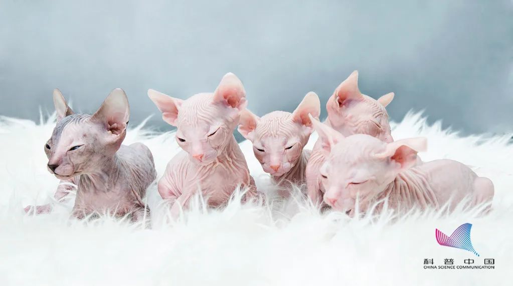 太秃然！北京动物园一大熊猫竟然"秃"了！手里的竹子突然不香了…休闲区蓝鸢梦想 - Www.slyday.coM