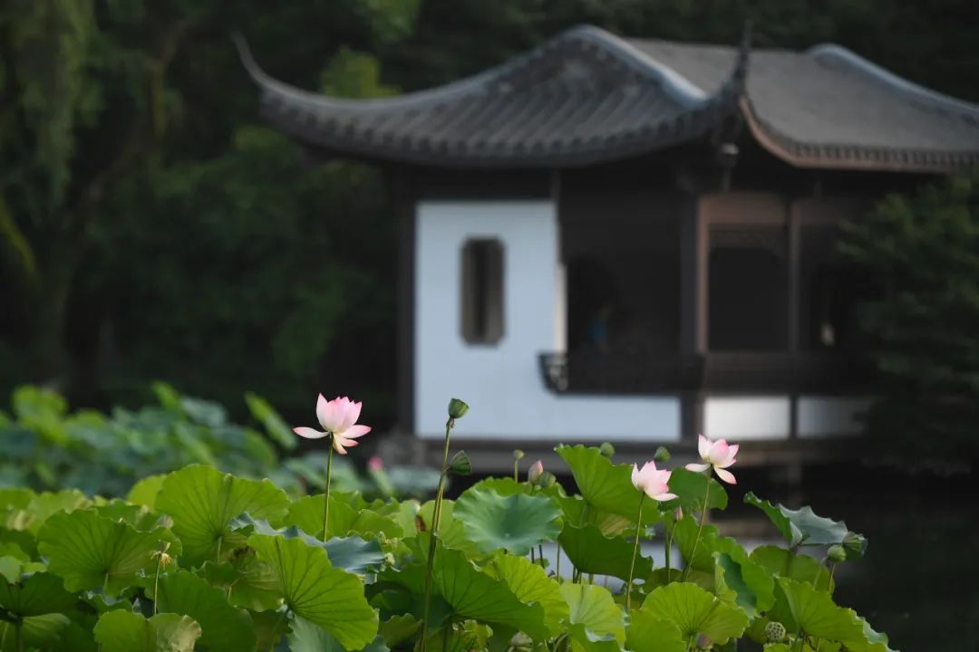 杭州西湖麴院風荷景區的荷花.新華社記者 黃宗治 攝