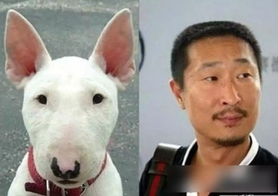 动物竟会长出人脸?而且越看越像!看看咋回事