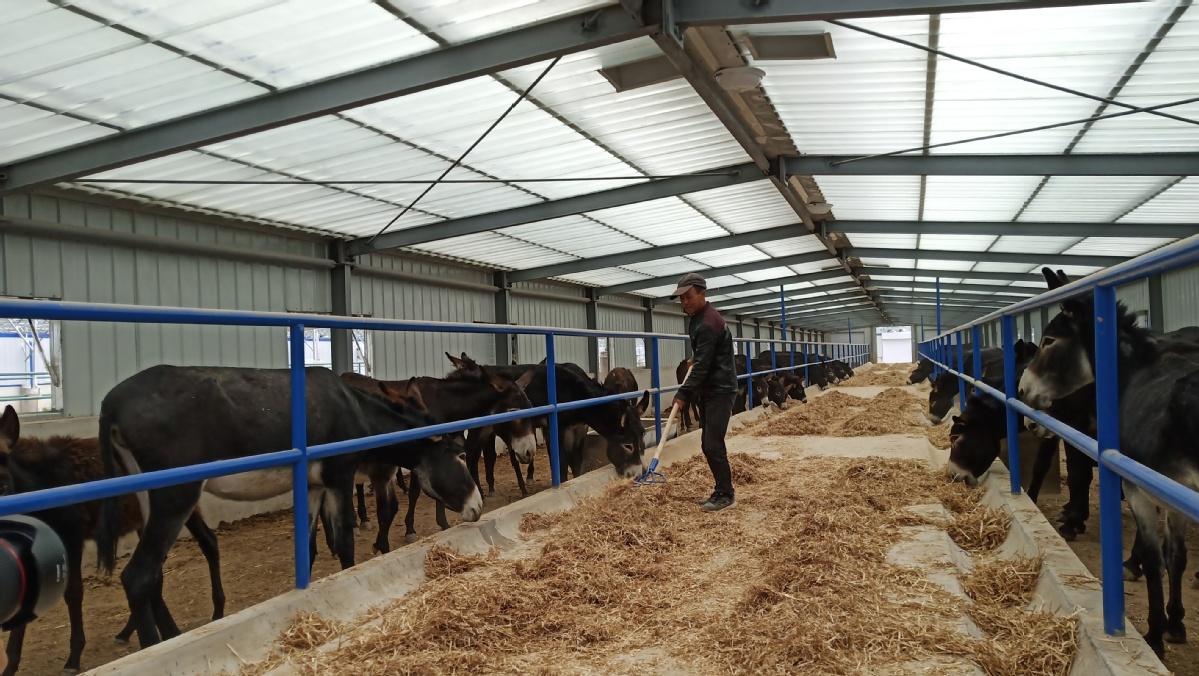 融通协作 致力扶贫 榜罗镇黑驴养殖产业推进东西部扶贫协作