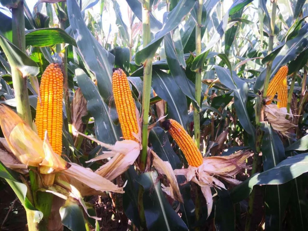富尔302a玉米种子图片