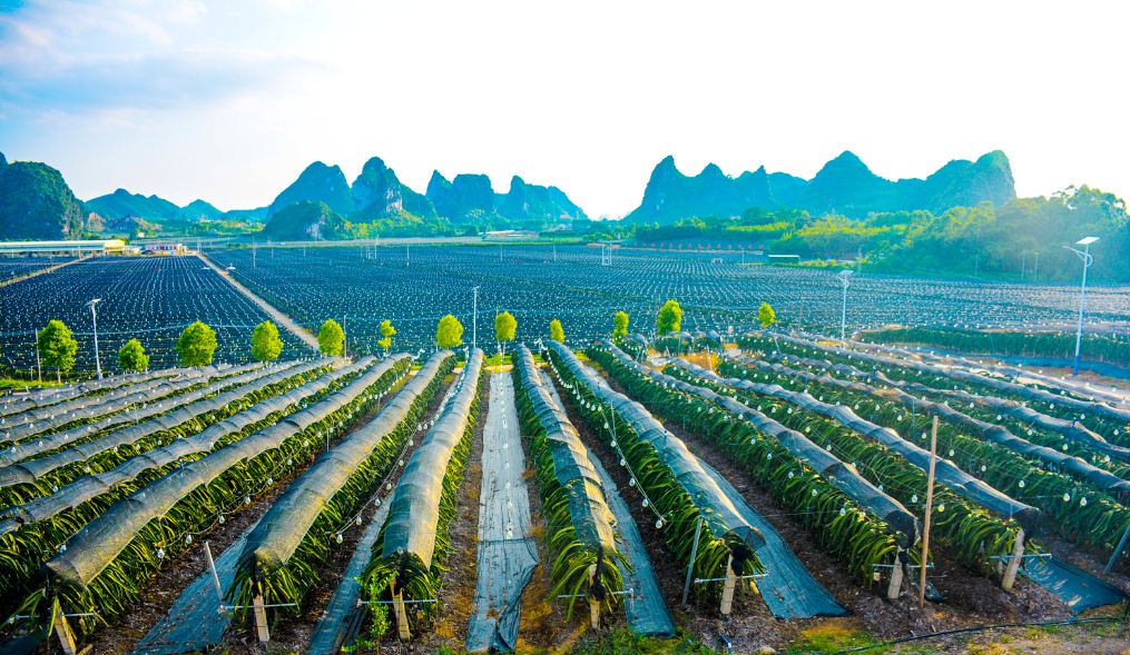 南宁佳年农业火龙果种植基地.王凯摄