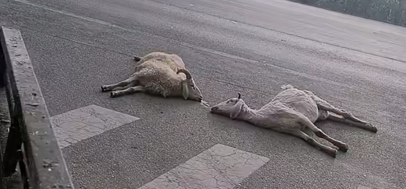 虽然事情已经妥善解决,但亲眼目睹养了许久的羊被车撞死,苏先生还是有