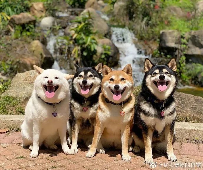 一群憨憨狗勾,感觉好像在排队嘲笑我!