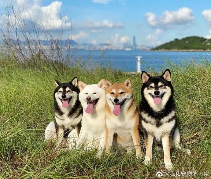 一群憨憨狗勾,感觉好像在排队嘲笑我!