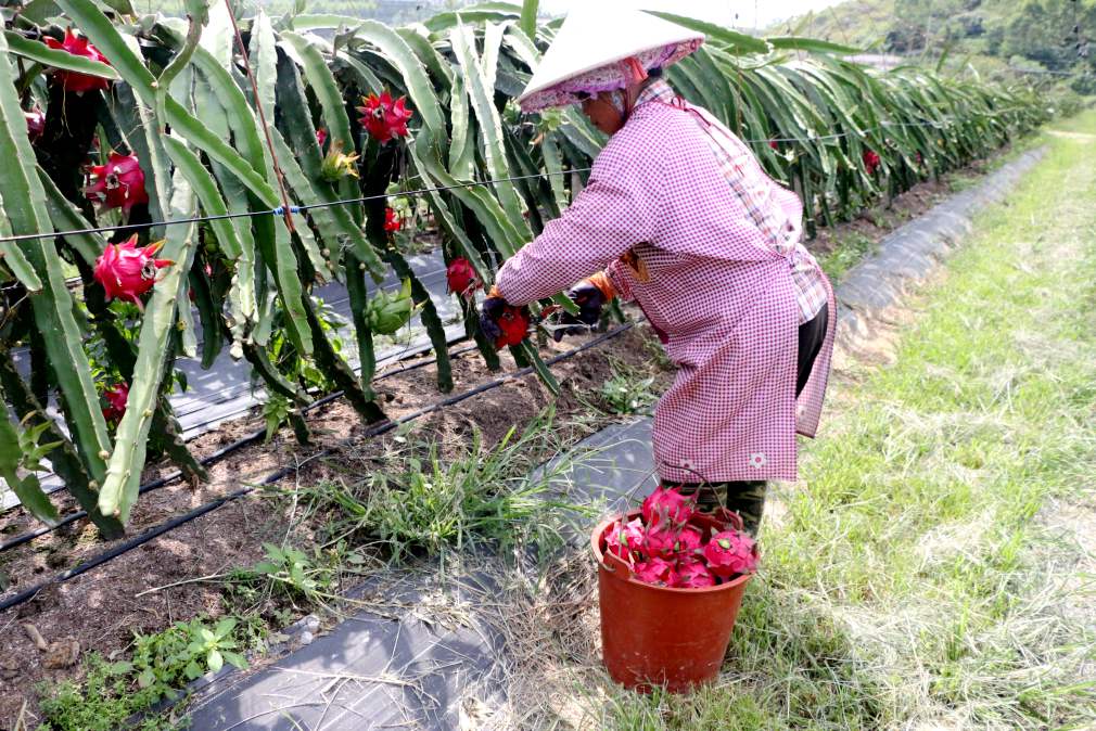 南宁火龙果产业红红火火助农增收