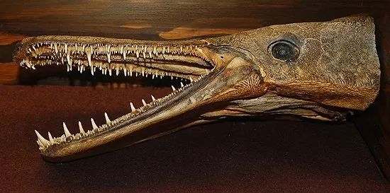 鳄雀鳝牙齿