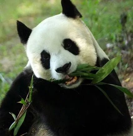 高龄大熊猫"雷雷"去世:再道一声"你好吗"