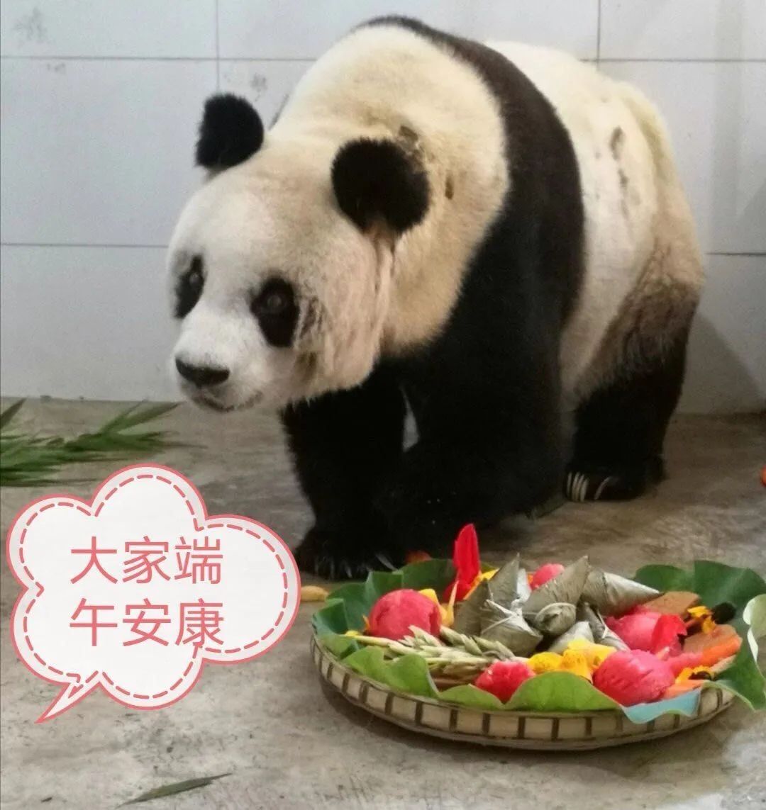 高龄大熊猫雷雷去世再道一声你好吗