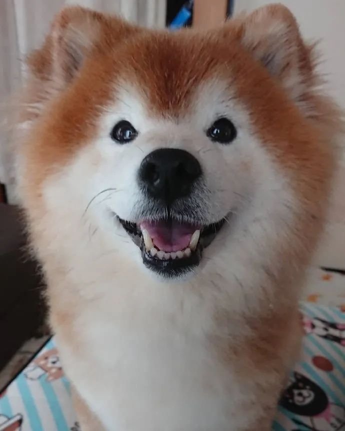 傻fufu的长毛阿柴,长得太可爱有点像娃娃!