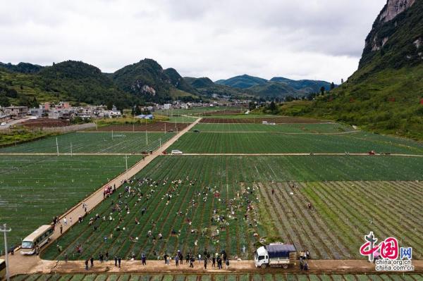 小香葱变身致富草万亩香葱基地造福贵州赫章县松林坡乡
