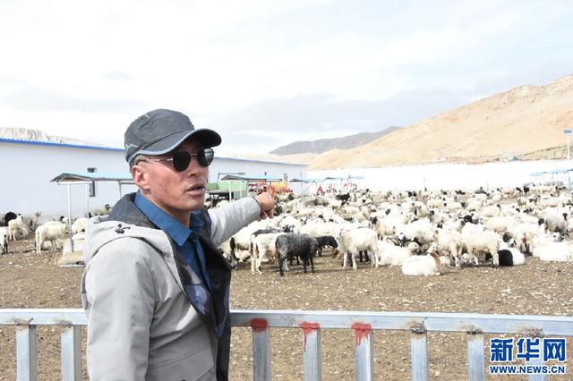 9月14日,古汝村岗巴羊生态养殖合作社理事长拉巴平措在介绍岗巴羊生态