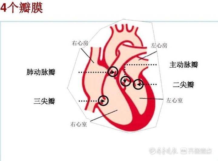 心脏瓣膜示意图.
