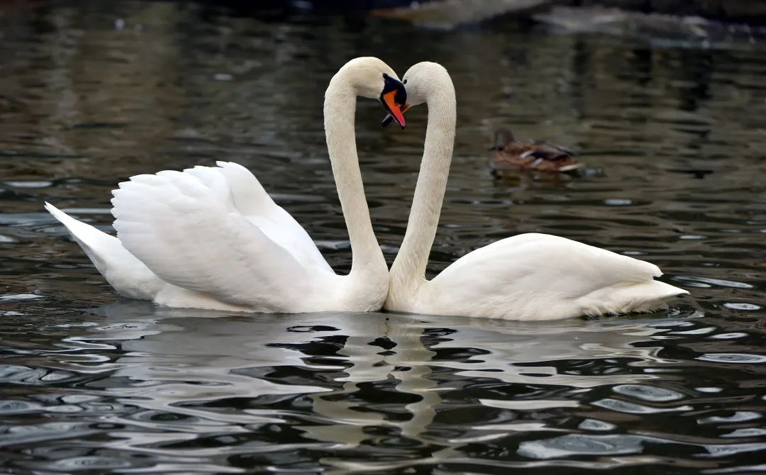 藏文科普动物们之间是怎样求偶的