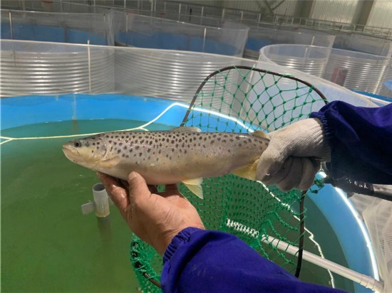 西藏亚东:一尾鲑鱼激活扶贫产业