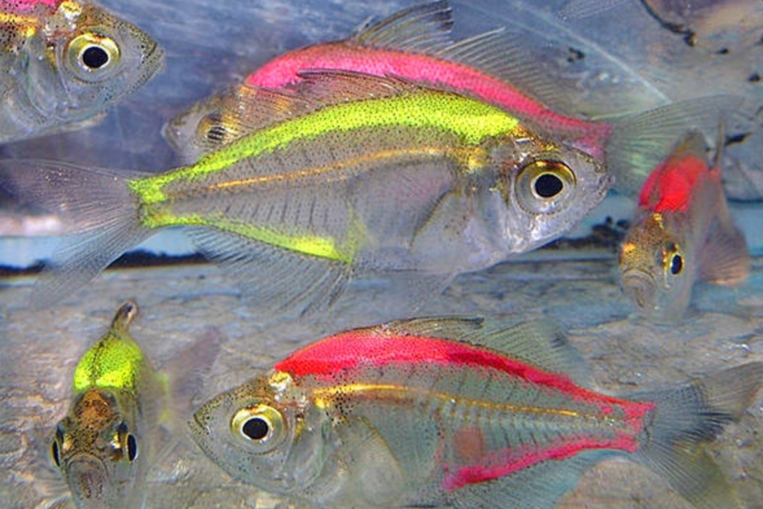 被注射染色剂的玻璃拉拉鱼,晶莹剔透,色彩绚烂,却已经是一种畸形鱼.