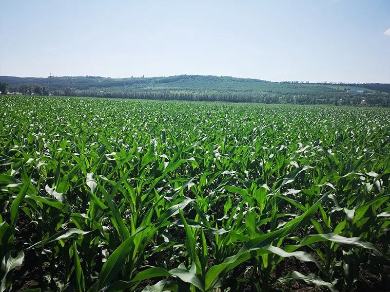 玉米地全部采用了有机种植方式,获得了有机转换认证证书.