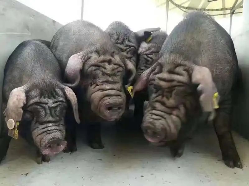 土猪洋猪一起亮个相谁美谁香你来定