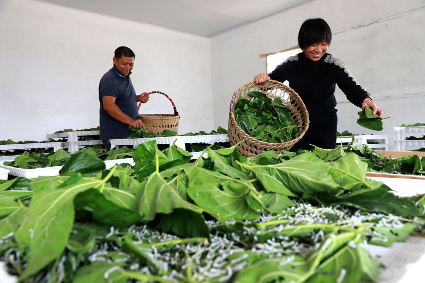 江西东乡:种桑养蚕示范养殖助脱贫