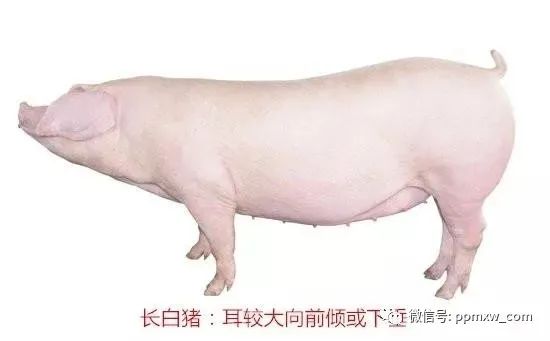 土猪洋猪一起亮个相谁美谁香你来定