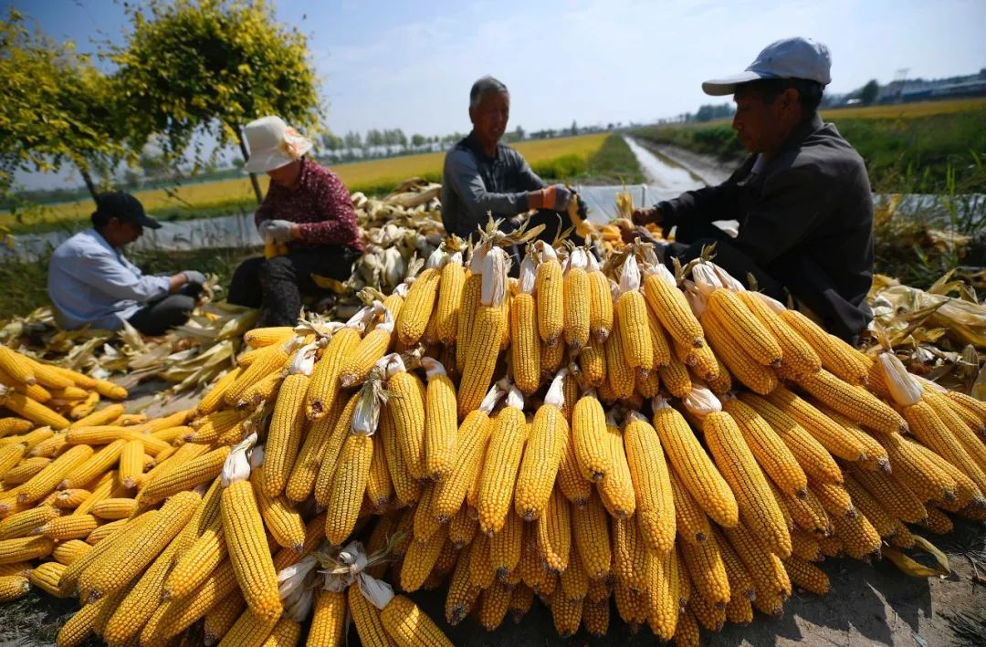 发出邀约农民丰收节银川要举办这么多活动