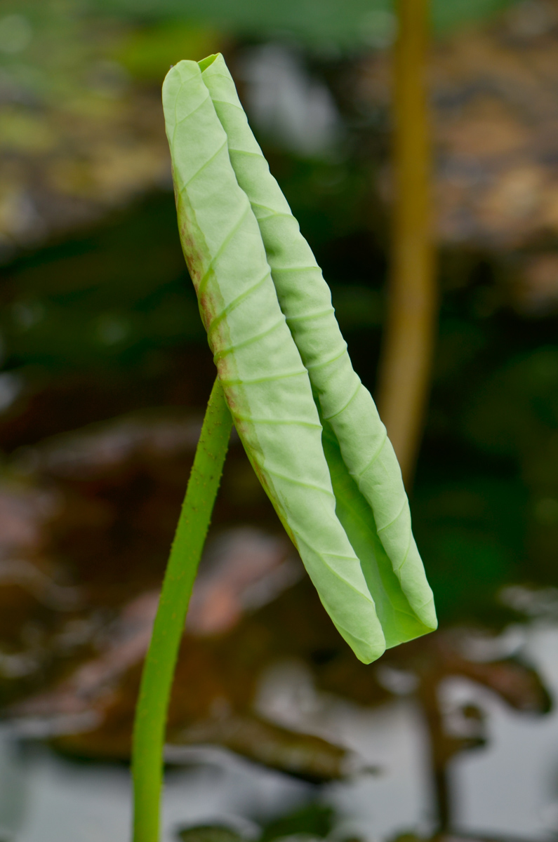原因全网都答错了!|莲叶|淤泥|周敦颐_新浪新闻