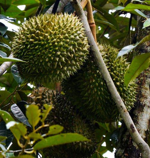 榴莲虽好吃但太贵了,不如自己种一棵,吃得安心|榴莲|植株|水果_新浪
