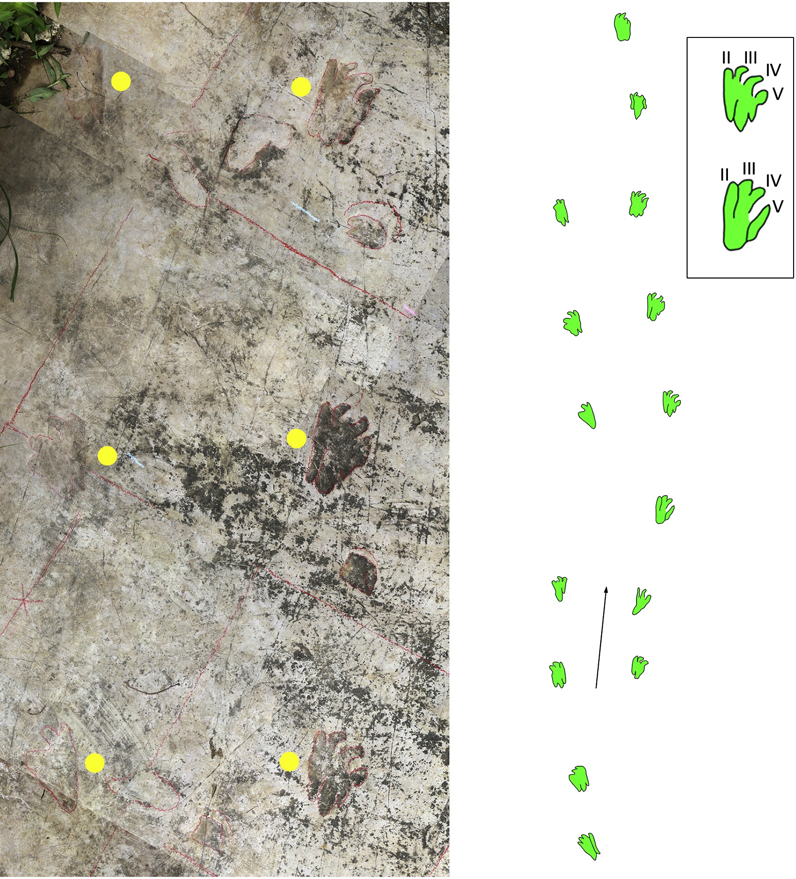 贵州现海生爬行动物足迹,提供最早海生四足类同步游泳的证据