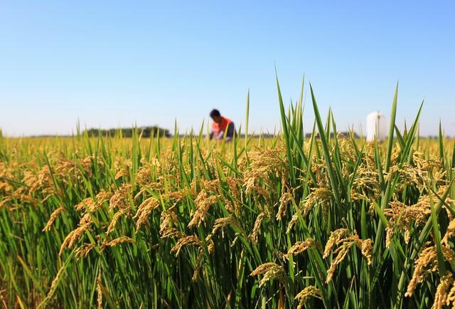 冀东水稻种植区加强田间管理促丰收