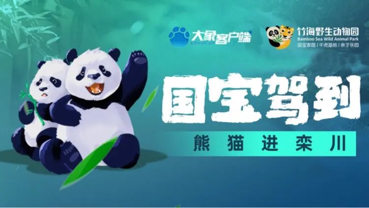 快来投票了 河南的俩国宝名字由你们决定 灵岩 国宝 迈迈 新浪新闻 快来投票了 河南的俩国宝名字由你们决定 灵岩 国宝 迈迈 新浪新闻