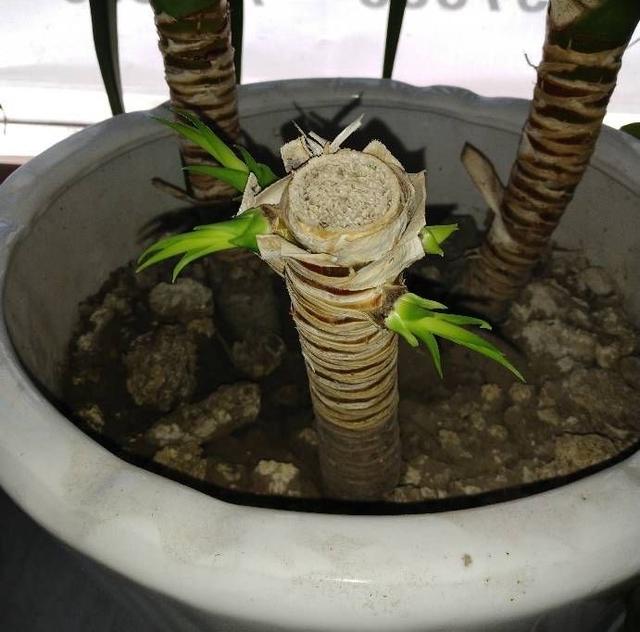 养龙须树有技巧一边修剪一边扦插一棵养出四五棵棵棵如瀑布