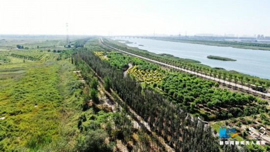天津市宁河区永定新河林水生态区植被茂密.(新华网张博摄)