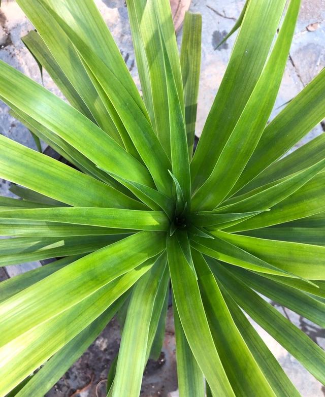 养龙须树有技巧一边修剪一边扦插一棵养出四五棵棵棵如瀑布