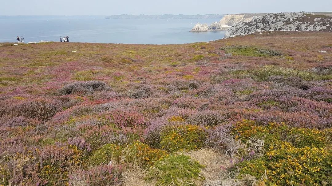 不如石楠有内味儿,但石南也有自己的苦与甜