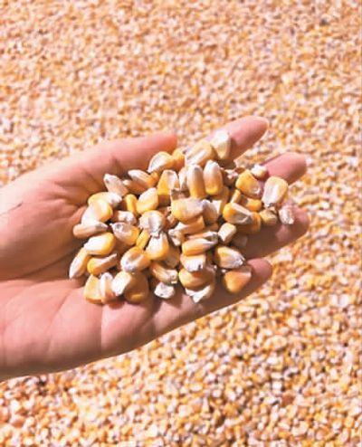 人民日报海外版：中国粮食库存充足 “大国粮仓”这样管