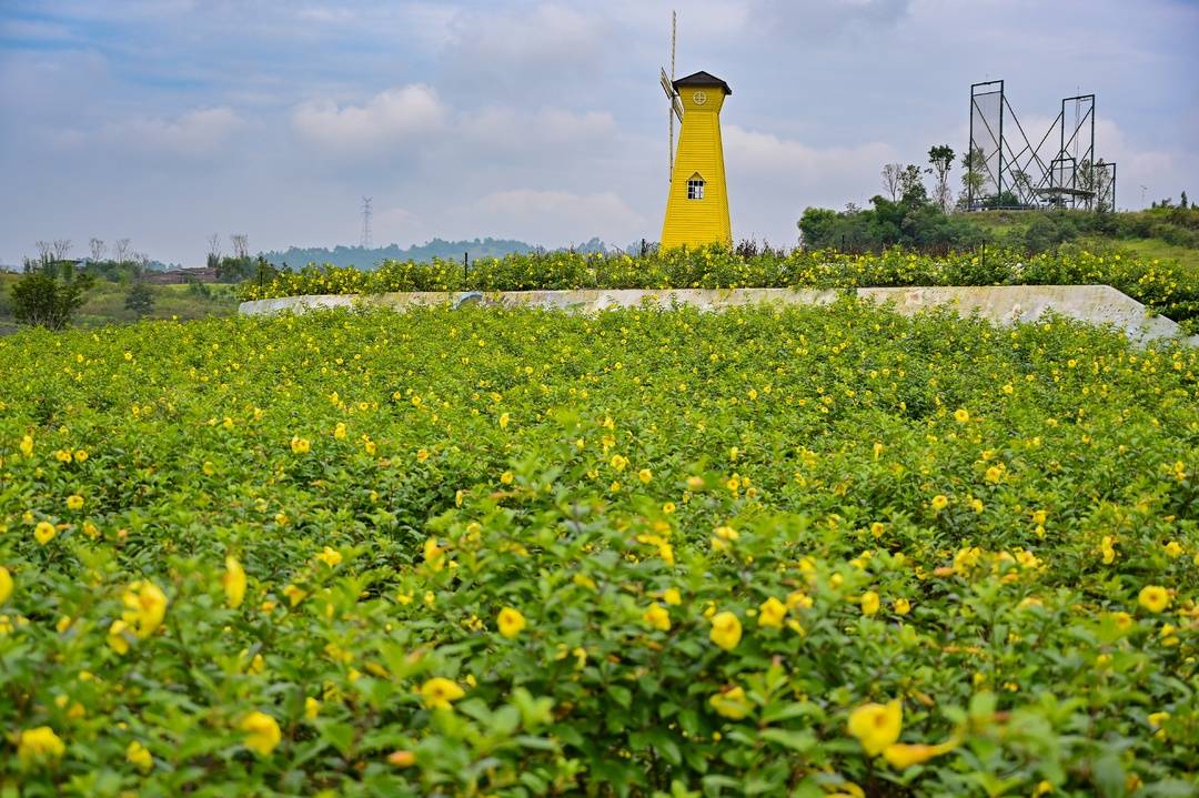 拍茉莉花,选"花仙子" 四川犍为第五届茉莉花文化艺术节启动