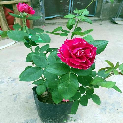 养花其实很费钱,养一盆月季花,从选苗就要费钱,你准备好了么?