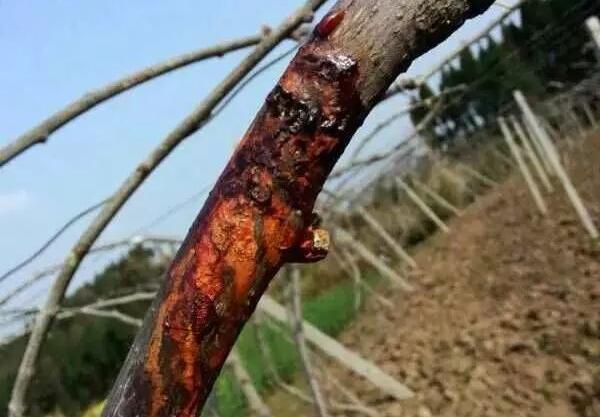 猕猴桃溃疡病发展迅猛发生后难以防治果农需从秋季开始预防