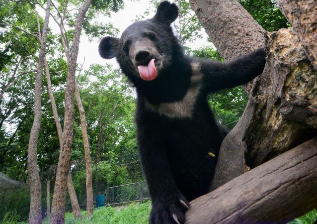 俄滨海边疆区救治一头紧随人的小喜马拉雅棕熊