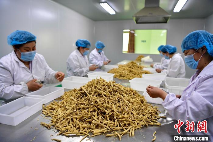 文登一家药企的员工在分拣西洋参.(资料图) 陈宏青 摄