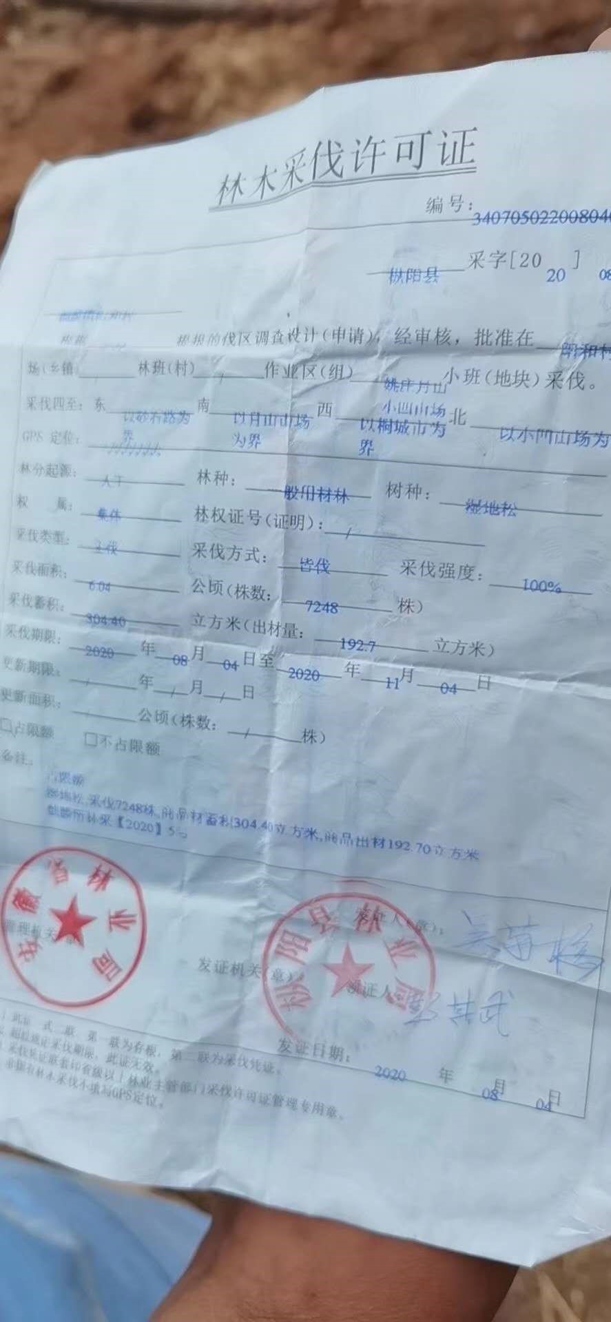 圈地迁坟为猪让路安徽枞阳一山林被违规砍伐未批先建养猪场