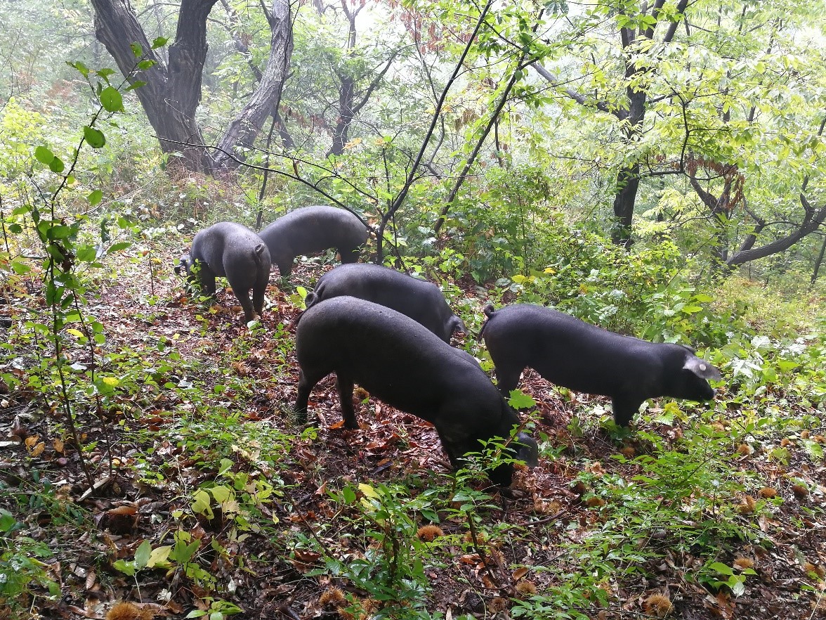 山林养出"跑山猪":京东搞起"猪经济"