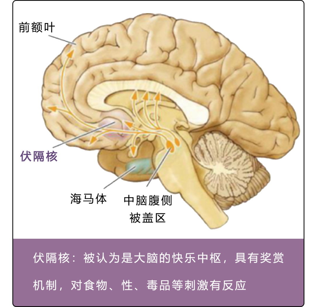科学来说,男生更喜欢什么样的女生?