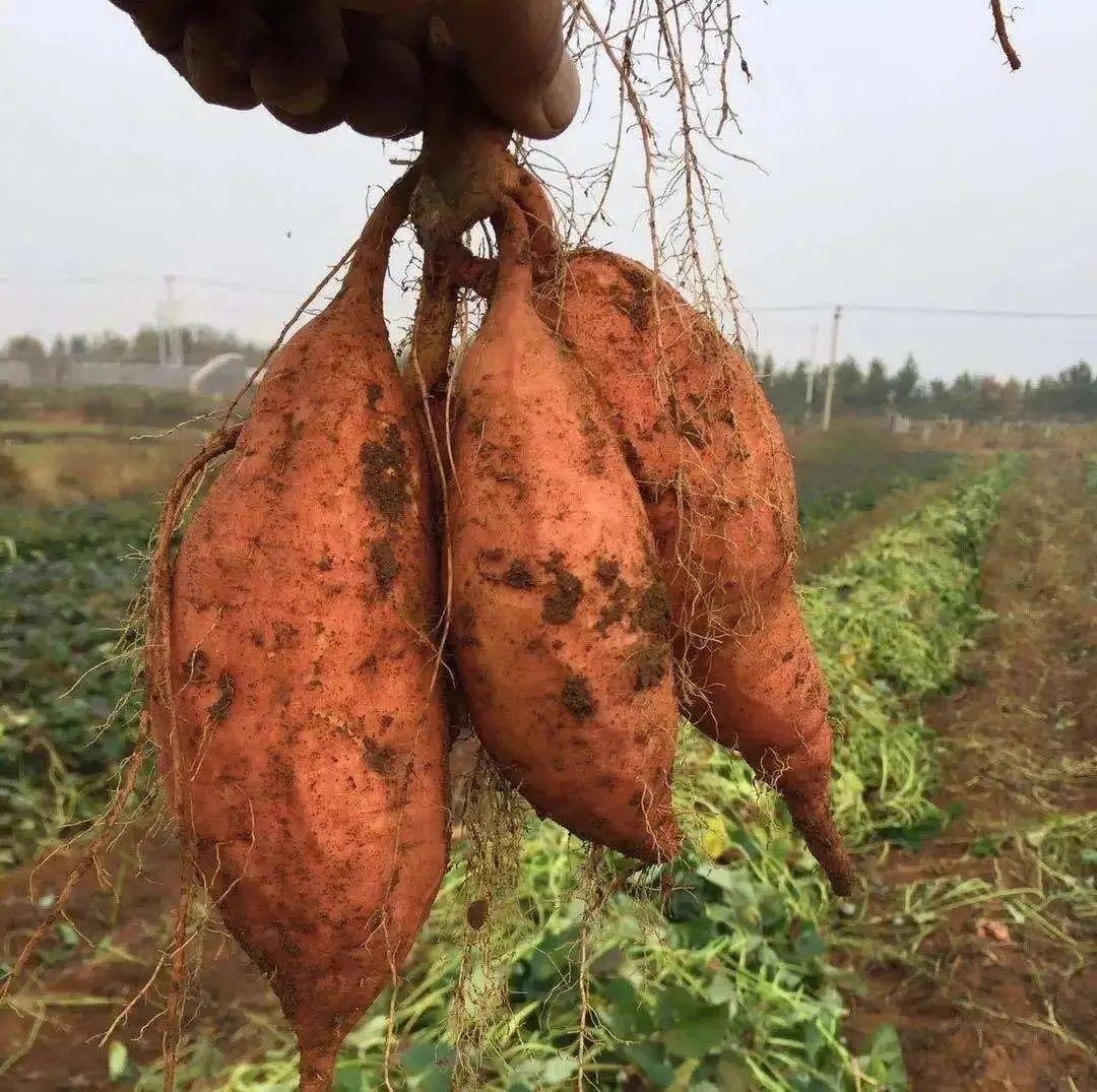 挖白薯啦!甘薯优新品种上市,霜降前京郊可采摘