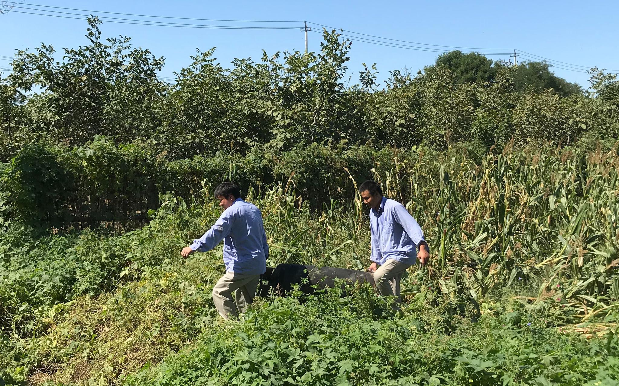 9月19日中午，工作人员抬走了一个落在事发地附近玉米地里的液化气罐。新京报记者 张惠兰 摄