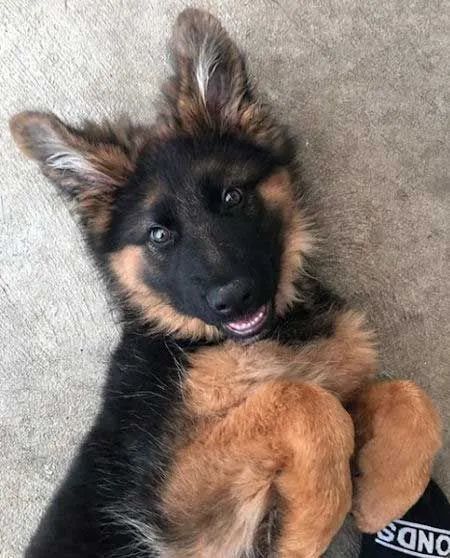 讲真小时候的德牧崽崽也超好吸