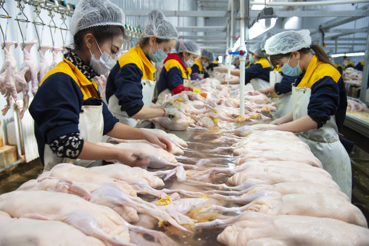 行走脱贫攻坚52县鸭香飘洛浦