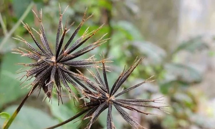 提醒大家农村常见的鬼针草又叫婆婆针功效大清热解毒散瘀消肿
