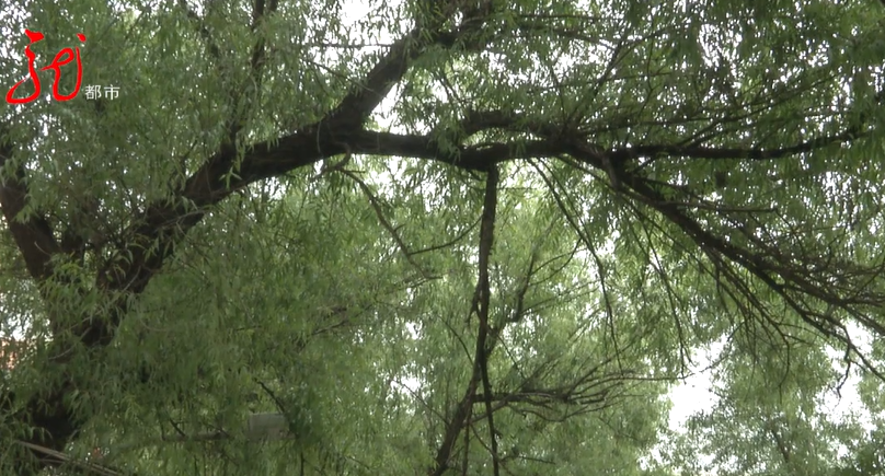 柳树高大吗